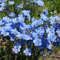 Blau hängend Kapuzinerkresse Samen zur Aussaat – Garten Einjährige