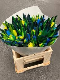 Gelb Blau Tulpe Blumensamen zur Aussaat leuchtend Blüten Traditionssorte & ohne Gentechnik Samen Hausgarten