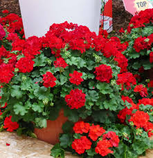 Rot Pelargonium Peltatum Blumensamen zur Aussaat robust Sorte Traditionssorte & ohne Gentechnik Samen Hausgarten