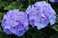 tief Blau Geranie Blumensamen zur Aussaat robust Sorte Traditionssorte & ohne Gentechnik Samen Hausgarten