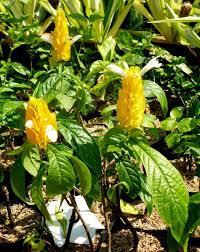hell Gelb Pachystachys Blumensamen zur Aussaat – saisonal Dauerblüher – Traditionssorte & ohne Gentechnik Samen Hausgarten