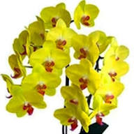 Grün Schmetterling Orchidee Blumensamen zur Aussaat – sonnenliebend – Traditionssorte & ohne Gentechnik Samen Hausgarten