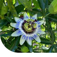 Passiflora Blumensamen zur Aussaat farbenfroh Schau Traditionssorte & ohne Gentechnik Samen Hausgarten