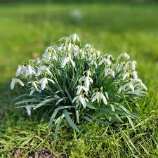 Weiß Galanthus Nivalis Blumensamen zur Aussaat – Bestäuber freundlich – Traditionssorte & ohne Gentechnik Samen Hausgarten