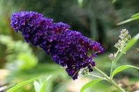Blau Sommerflieder Blumensamen zur Aussaat saisonal Dauerblüher Traditionssorte & ohne Gentechnik Samen Hausgarten