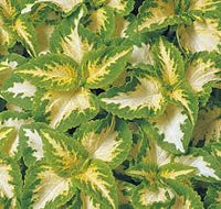 Weiß Grün Buntnessel Blumensamen zur Aussaat ohne Gentechnik Traditionssorte & ohne Gentechnik Samen Hausgarten