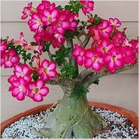 Gemischt Wüstenrose Rose Blumensamen zur Aussaat – leuchtend Blüten – Traditionssorte & ohne Gentechnik Samen Hausgarten