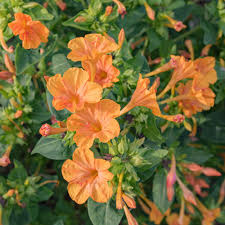 Orange Mirabilis Blumensamen zur Aussaat saisonal Dauerblüher Traditionssorte & ohne Gentechnik Samen Hausgarten