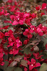 Kastanienrot Drillingsblume Blumensamen zur Aussaat ideal Rabatten Traditionssorte & ohne Gentechnik Samen Hausgarten