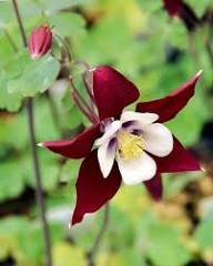 zart Rosa Columbines Blumensamen zur Aussaat – farbenfroh Schau – Traditionssorte & ohne Gentechnik Samen Hausgarten