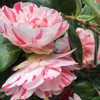 Kamelie Rosa Weiß Blumensamen zur Aussaat – robust Sorte – Traditionssorte & ohne Gentechnik Samen Hausgarten