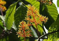 Orange Palicourea Blumensamen zur Aussaat farbenfroh Schau Traditionssorte & ohne Gentechnik Samen Hausgarten