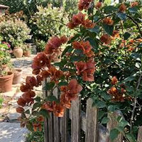 Braun Drillingsblume Blumensamen zur Aussaat – hochwertige Qualitäts- – Traditionssorte & ohne Gentechnik Samen Hausgarten