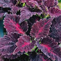 Grün Rosa Dragon Buntnessel zur Aussaat leuchtend Traditionssorte & ohne Gentechnik Samen Hausgarten