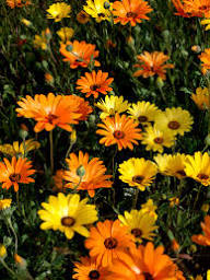 Dimorphotheca Blumensamen zur Aussaat – leuchtend Blüten – Traditionssorte & ohne Gentechnik Samen Hausgarten