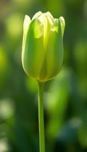 hell Grün Tulpe Blumensamen zur Aussaat – leuchtend Blüten Traditionssorte & ohne Gentechnik Samen