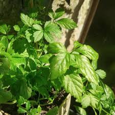 Jiaogulan Blumensamen zur Aussaat – leuchtend – Traditionssorte & ohne Gentechnik Samen Hausgarten