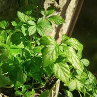 Jiaogulan Blumensamen zur Aussaat – leuchtend – Traditionssorte & ohne Gentechnik Samen Hausgarten