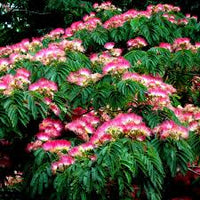 Albizia julibrissin samen for anpflanzung: silk tree variety blume