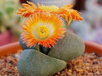 Pleiospilos Nelii Blumensamen zur Aussaat – Landhaus Garten wichtig – Traditionssorte & ohne Gentechnik Samen Hausgarten