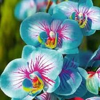 Blau Rosa Schmetterlingsorchidee Orchidee Blumensamen zur Aussaat duftend Blüten Traditionssorte & ohne Gentechnik Samen Hausgarten