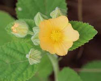 Cordifolia Blumensamen zur Aussaat – Bestäuber freundlich – Traditionssorte & ohne Gentechnik Samen Hausgarten