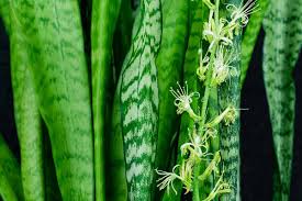 Sansevieria Blumensamen zur Aussaat – Schnitt Blume beliebt – Traditionssorte & ohne Gentechnik Samen Hausgarten
