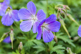 Violett Weiß Geraniums Blumensamen zur Aussaat Halbschatten verträglich Traditionssorte & ohne Gentechnik Samen Hausgarten