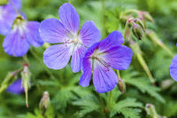 Violett Weiß Geraniums Blumensamen zur Aussaat Halbschatten verträglich Traditionssorte & ohne Gentechnik Samen Hausgarten