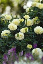 Creme Studentenblume Blumensamen zur Aussaat – leuchtende einjährige Blüten für Ihren Garten