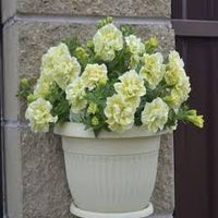 Creme Petunie Blumensamen zur Aussaat Traditionssorte ohne Gentechnik Samen Anzucht Garten Blüten robust Sorte
