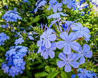 Blau Jasminum Sambac Blumensamen zur Aussaat Bestäuber freundlich Traditionssorte & ohne Gentechnik Samen Hausgarten
