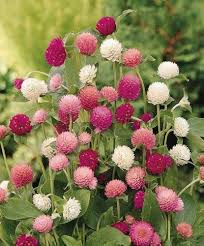 Mixed gomphrena globosa blume samen for anpflanzung