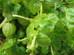 Pellucida Blumensamen zur Aussaat – ideal Rabatten – Traditionssorte & ohne Gentechnik Samen Hausgarten