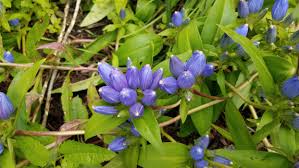 Violett Gentian Blumensamen hochwertige Qualitäts- Traditionssorte & ohne Gentechnik Samen Hausgarten