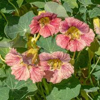 zart Rosa Kapuzinerkresse Blumensamen zur Aussaat Halbschatten verträglich Traditionssorte & ohne Gentechnik Samen Hausgarten