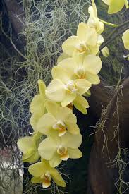 hell Grün Schmetterlingsorchidee Orchidee Blumensamen zur Aussaat Schnitt Blume beliebt Traditionssorte & ohne Gentechnik Samen Hausgarten