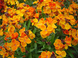 Gemischt Cheiranthus Blumensamen zur Aussaat – Garten beliebt – Traditionssorte & ohne Gentechnik Samen Hausgarten