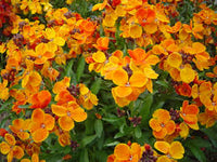 Gemischt Cheiranthus Blumensamen zur Aussaat – Garten beliebt – Traditionssorte & ohne Gentechnik Samen Hausgarten