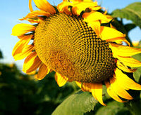 Braun Sonnenblume Blumensamen zur Aussaat – Halbschatten verträglich – Traditionssorte & ohne Gentechnik Samen Hausgarten