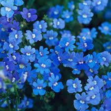 Blau Petromarula Pinnata Blumensamen zur Aussaat – Wildblume Mischung – Traditionssorte & ohne Gentechnik Samen Hausgarten