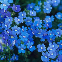 Blau Petromarula Pinnata Blumensamen zur Aussaat – Wildblume Mischung – Traditionssorte & ohne Gentechnik Samen Hausgarten