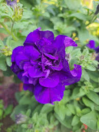 gefüllt Violett Petunie Blumensamen zur Aussaat – Landhaus Garten wichtig – Traditionssorte & ohne Gentechnik Samen Hausgarten