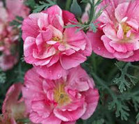 Rosa Eschscholtzia Blumensamen zur Aussaat – Traditionssorte ohne Gentechnik saisonal Dauerblüher biologisch Garten Samen Keimung