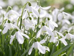 Nivalis SnowDrop Blumensamen zur Aussaat – Anzucht – Traditionssorte & ohne Gentechnik Samen Hausgarten
