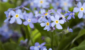 Myosotis Sylvatica Blumensamen zur Aussaat – Bestäuber freundlich – Traditionssorte & ohne Gentechnik Samen Hausgarten