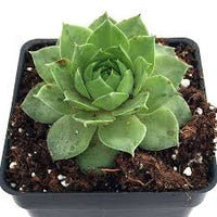 Grün Succulent Blumensamen zur Aussaat – Halbschatten verträglich Traditionssorte & ohne Gentechnik Samen Hausgarten