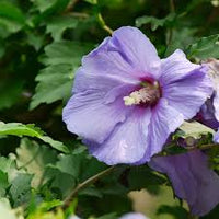 hell Blau Hibiskus Blumensamen – pflegeleicht Traditionssorte & ohne Gentechnik Samen zur Aussaat Hausgarten