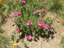 Clarkia Clarkia spp Blumensamen zur Aussaat Blume Beet und Garten