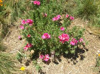Clarkia Clarkia spp Blumensamen zur Aussaat Blume Beet und Garten